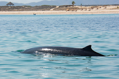 Mesoplodon peruvianus
