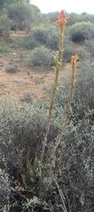 Aloe microstigma microstigma