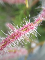 Mimosa dysocarpa