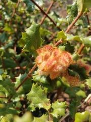 Andricus crystallinus