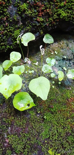 Peperomia claytonioides (Peperomia claytonioides)