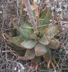 Aloe microstigma microstigma