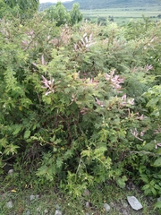 Mimosa dysocarpa