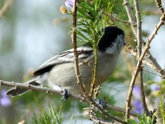 Dryoscopus cubla cubla