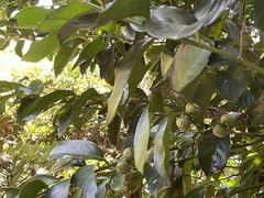Diospyros maritima