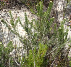 Phylica willdenowiana