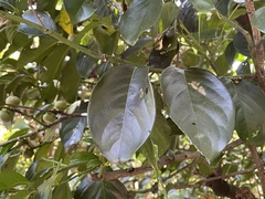 Diospyros maritima