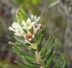 Phylica willdenowiana