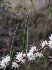 Hakea ulicina