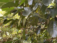 Diospyros maritima