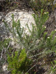 Phylica willdenowiana