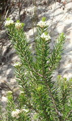 Phylica willdenowiana