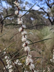Hakea ulicina