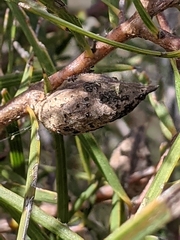 Hakea ulicina