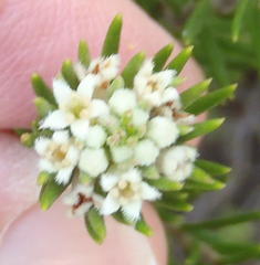 Phylica willdenowiana