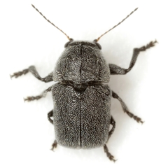 Pachybrachis morosus