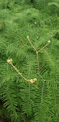 Gleichenia microphylla