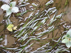 Zostera muelleri novozelandica