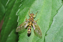 Acrochaeta flaveola