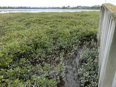 Zostera muelleri novozelandica