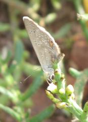 Eicochrysops messapus messapus