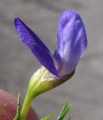 Psoralea azuroides