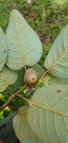 Image of Quercus polymorpha by (c) Olvin Wilfredo Oyuela, some rights reserved (CC BY-SA)