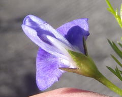 Psoralea azuroides