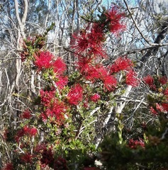 Melaleuca anisandra