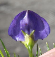 Psoralea azuroides