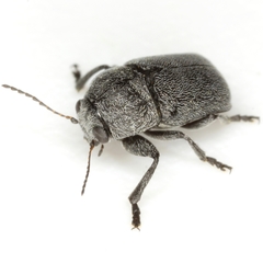 Pachybrachis morosus