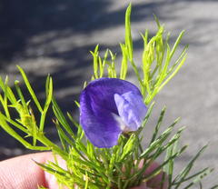 Psoralea azuroides