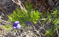 Psoralea azuroides