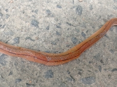 Oreocryptophis porphyraceus