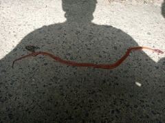 Oreocryptophis porphyraceus