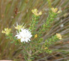 Agathosma planifolia