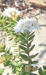 Agathosma planifolia