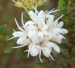 Agathosma planifolia