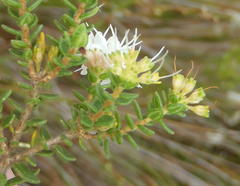 Agathosma planifolia