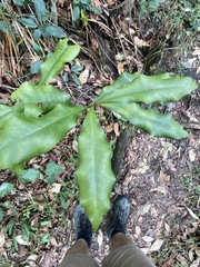 Eupomatia bennettii
