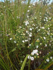 Agathosma planifolia