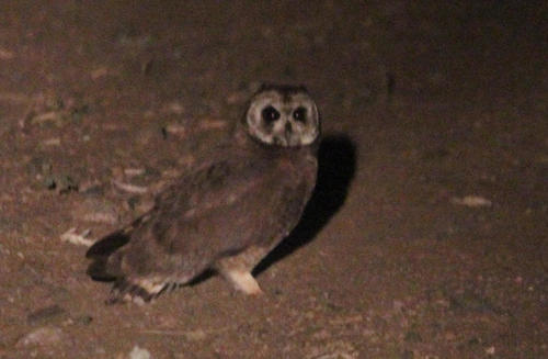 Búho moro (Asio capensis)