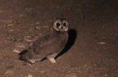 Asio capensis capensis