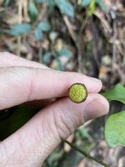 Eupomatia bennettii
