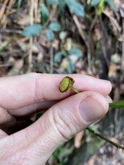 Eupomatia bennettii