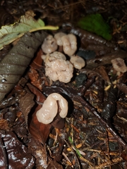 Cudonia circinans