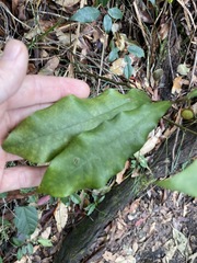 Eupomatia bennettii