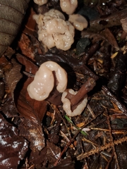 Cudonia circinans