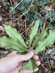Eupomatia bennettii