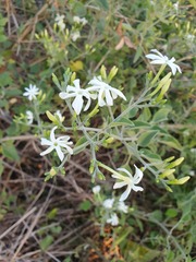 Jasminum fluminense